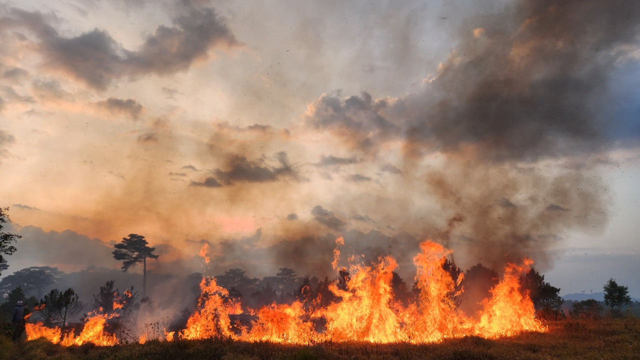 Vụ cháy rừng trồng xảy ra tại xã Đam Bri