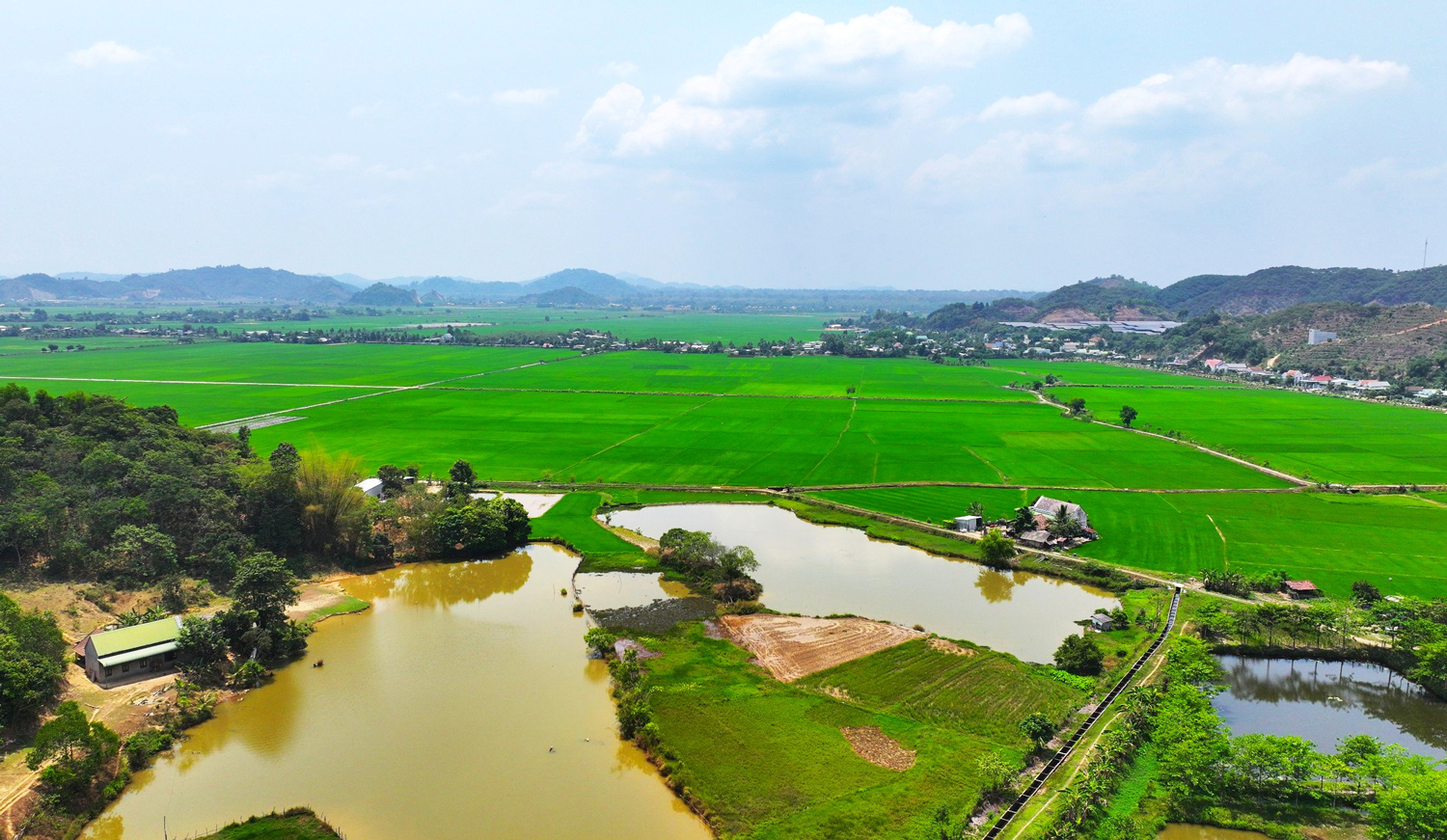 Giữ cao điểm nắng hạn, các cánh đồng lúa trên địa bàn huyện Đạ Tẻh vẫn luôn no nước xanh tươi