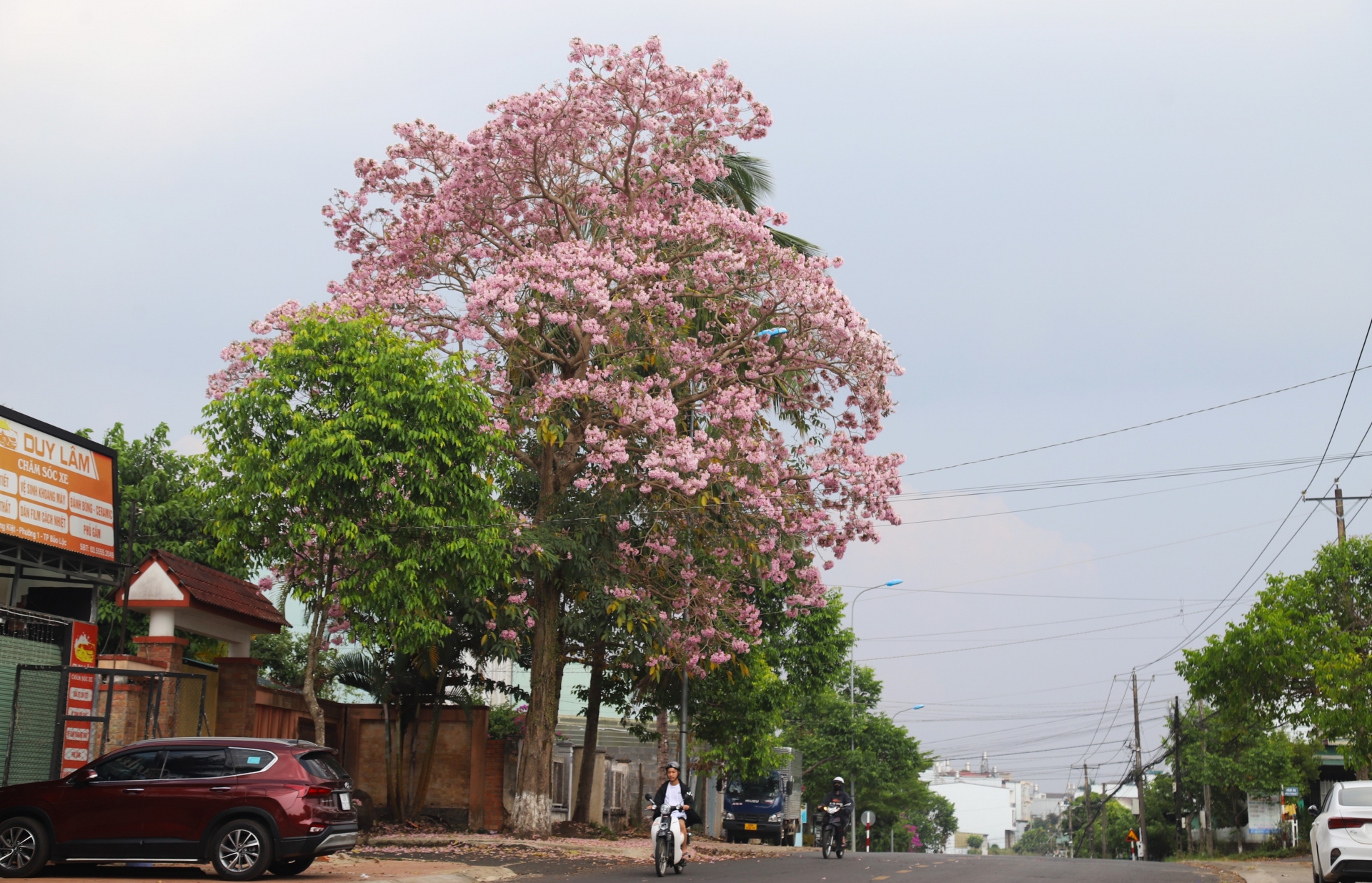 Một cây hồng phấn đang nở rộ trên đường Lý Thường Kiệt (Phường 1, TP Bảo Lộc)
