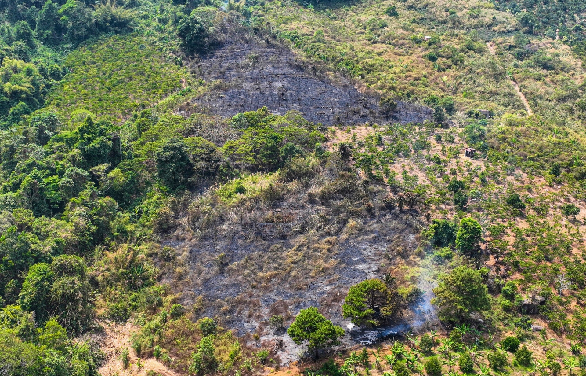 Vườn cà phê của người dân bùng phát đám cháy nằm tiếp giáp bên cạnh diện tích rừng phòng hộ tự nhiên khu vực đèo Bảo Lộc thuộc Thôn 5 (xã Đại Lào)