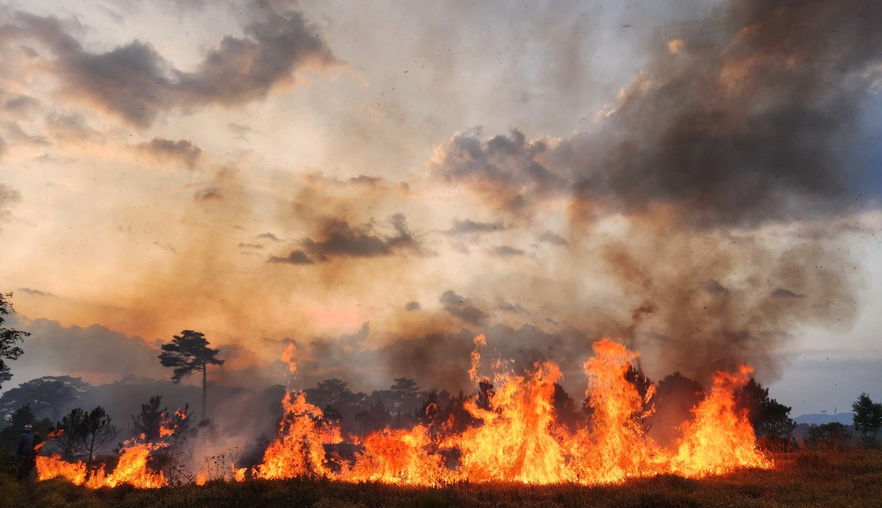 Vụ cháy khiến ngọn lửa bùng phát bao trùm khoảng 2ha rừng trồng tại Tiểu khu 466A (xã Đam Bri)