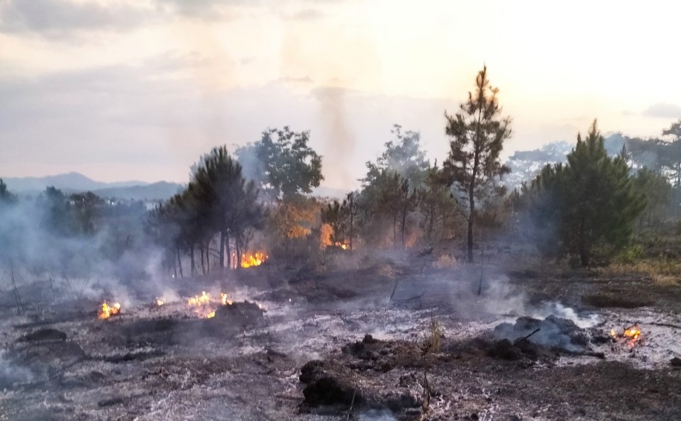 Vụ cháy lan rộng trong phạm vi rừng khoảng 2ha, trong đó có hơn 250 cây thông từ 3 - 5 năm tuổi bị thiêu rụi tận ngọn