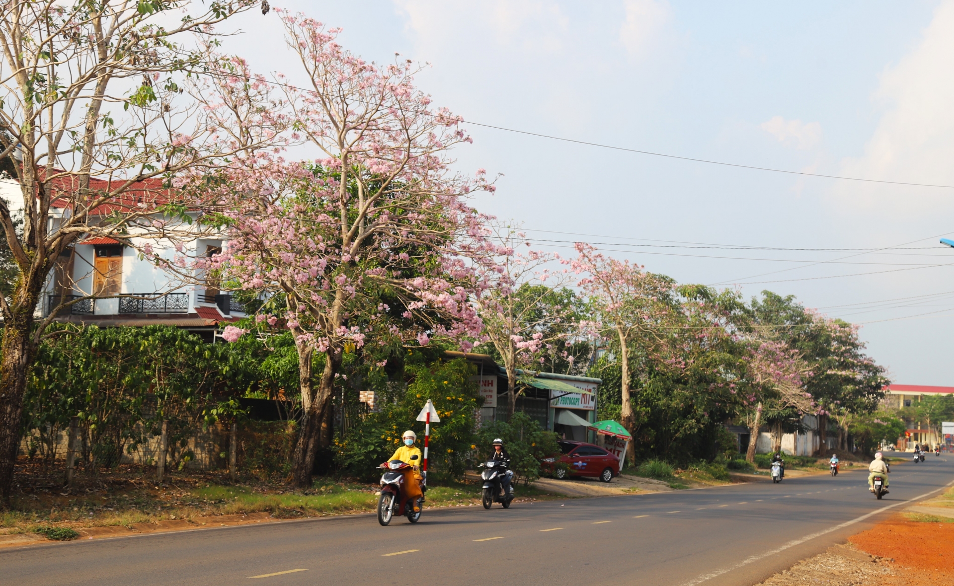 Hoa hồng phấn bung nở dày đặc tạo khung cảnh thơ mộng trên đường Nguyễn Văn Cừ (phường Lộc Phát)