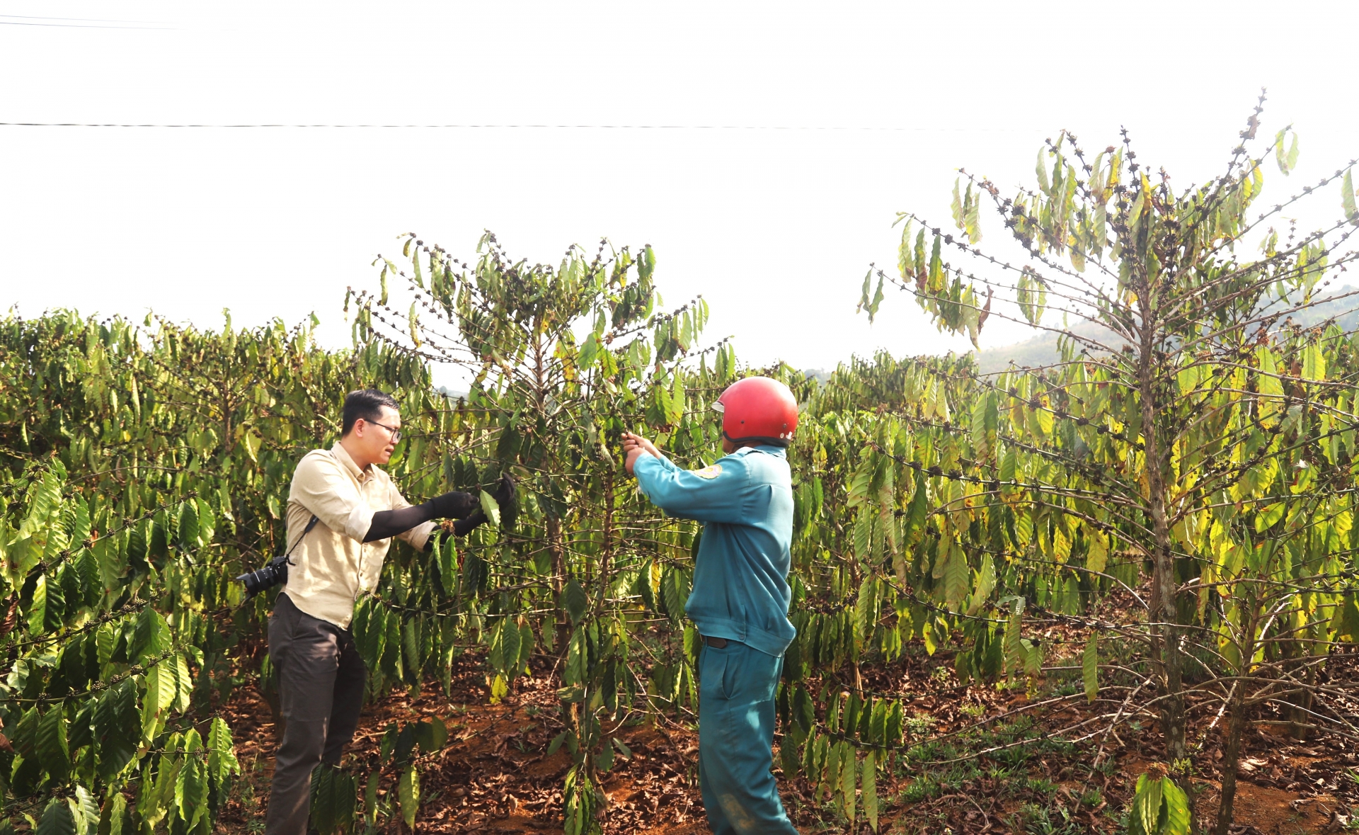 Hàng năm, hạn hán ảnh hưởng nghiêm trọng khiến hàng ngàn ha cây trồng của người dân trên địa bàn tỉnh Lâm Đồng giảm năng suất