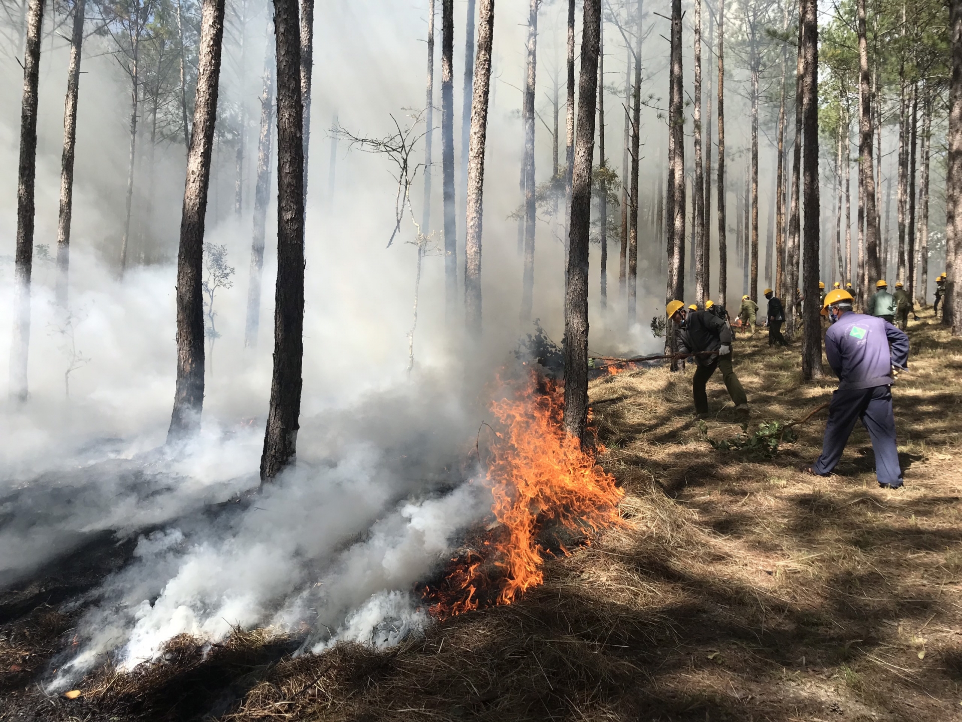 UBND tỉnh yêu cầu tăng cường các giải pháp quản lý bảo vệ rừng và phòng cháy chữa cháy rừng