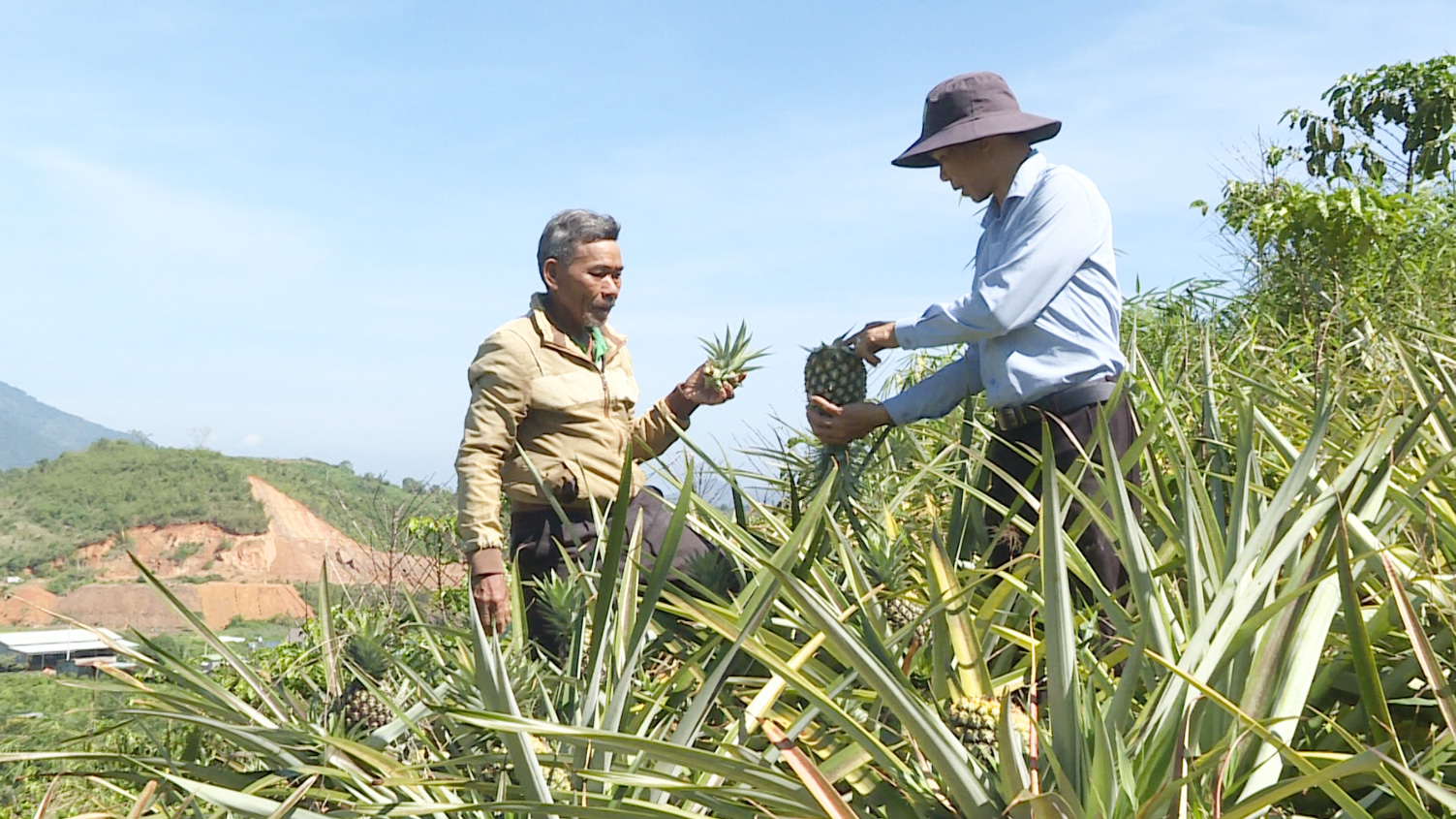 Dứa mật bén rễ đất Rô Men