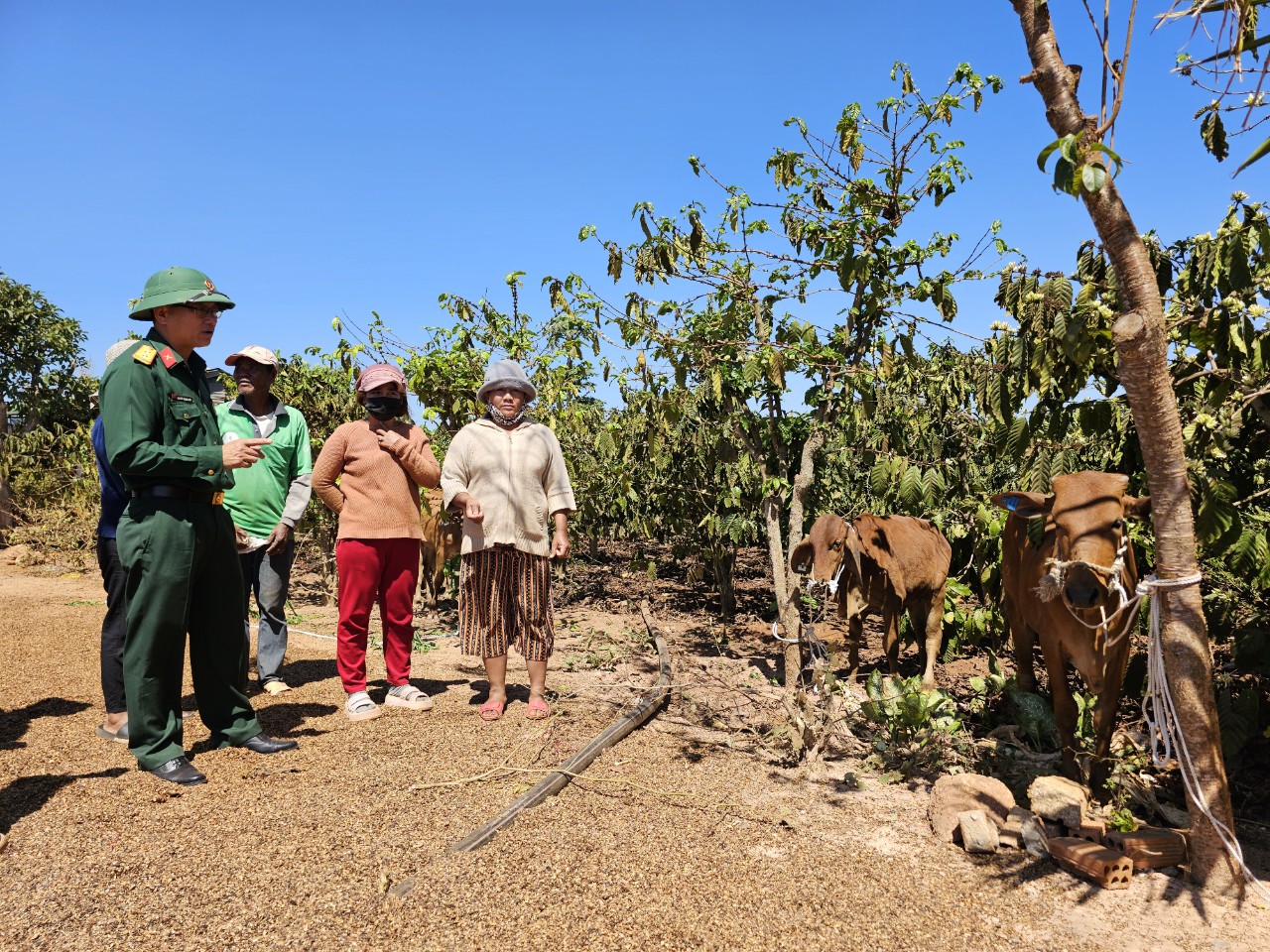 Trung tá Nguyễn Trọng Thúy – Bí thư Đảng ủy, Chính trị viên Đoàn KTQP Lâm Đồng căn dặn bà con cách chăm sóc đàn bò