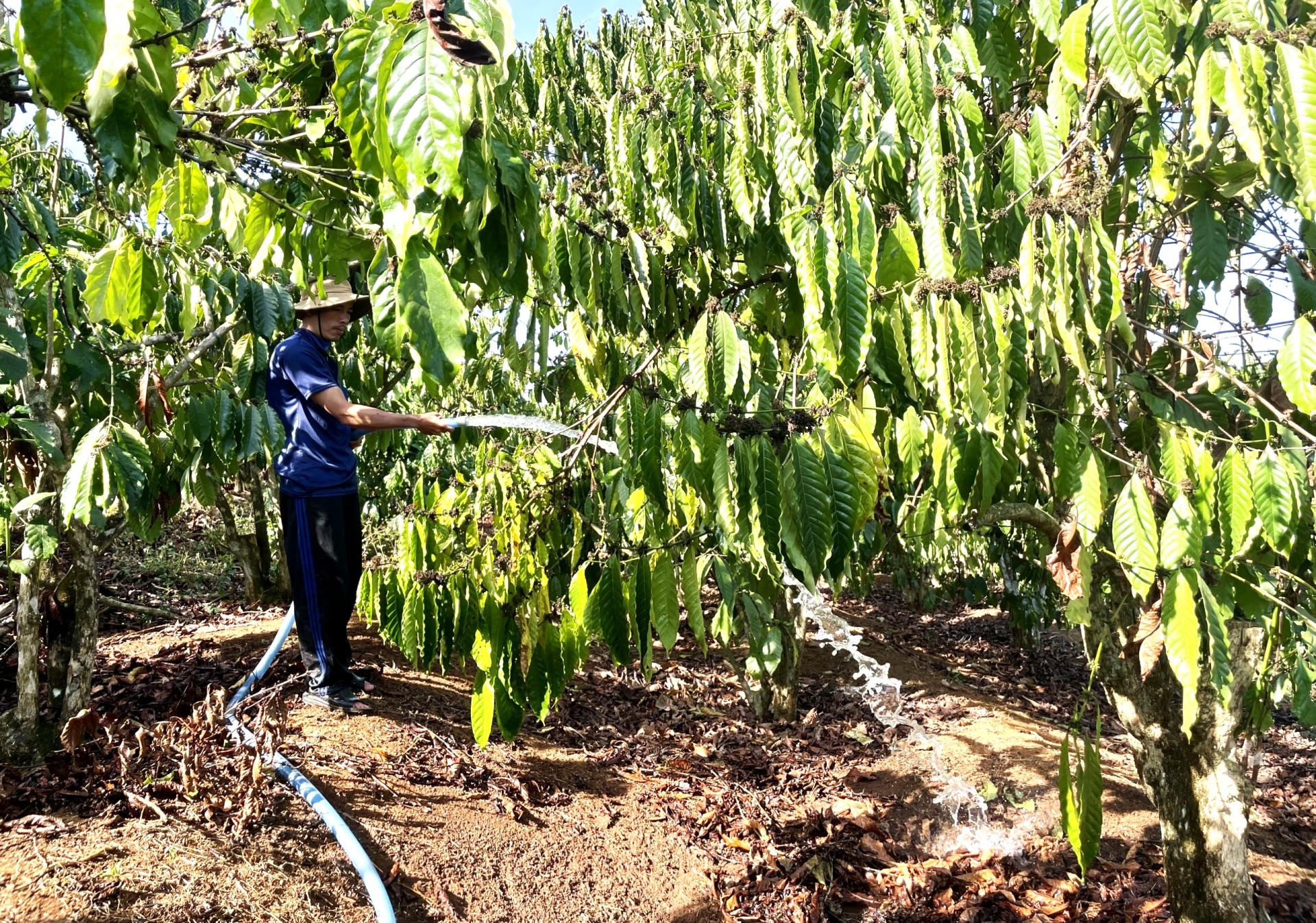 Người dân tại các huyện phía Nam tỉnh Lâm Đồng đang tập trung tưới nước chống hạn cho cây trồng