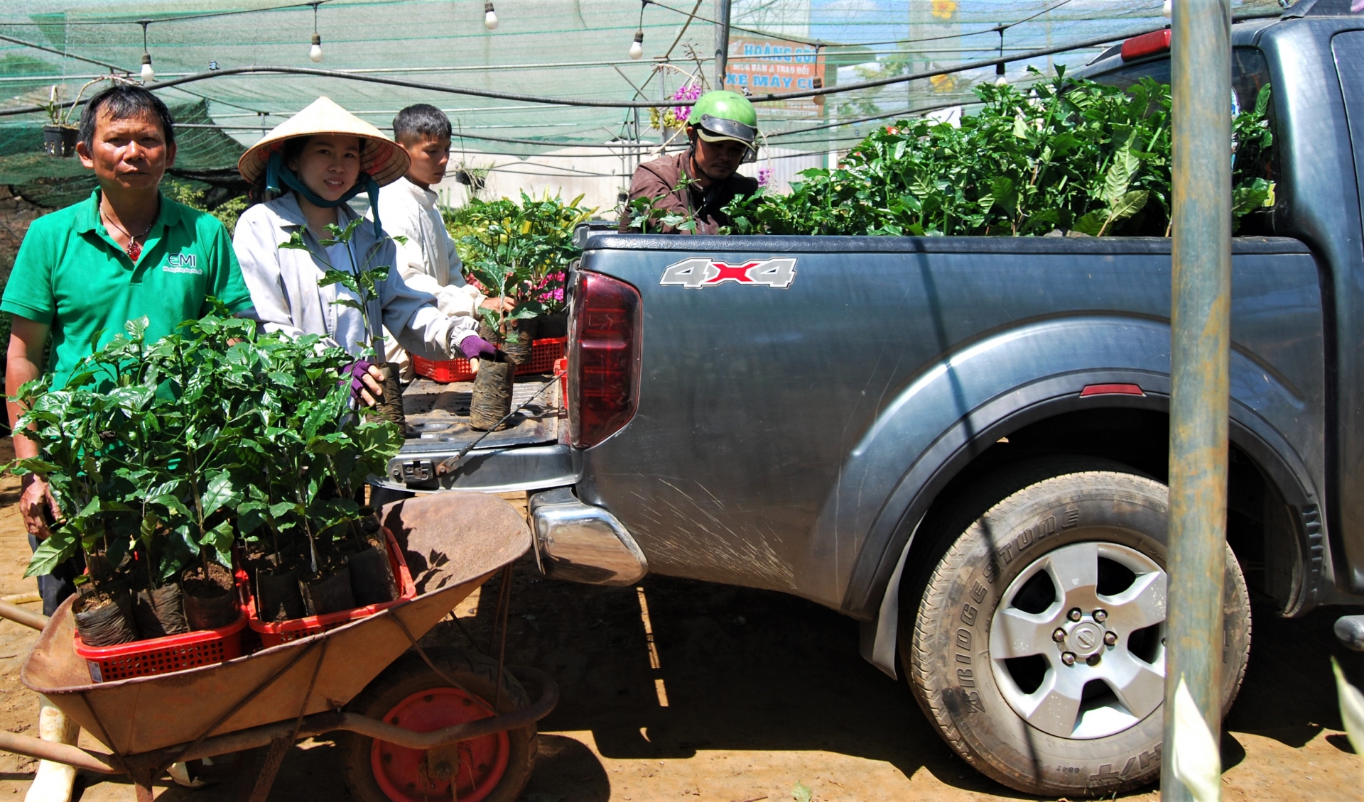 Năm 2023 Vườn ươm Hiệp Hoa xuất vườn bán 200.000 cây cà phê giống ghép cho nông dân trong và ngoài tỉnh Lâm Đồng