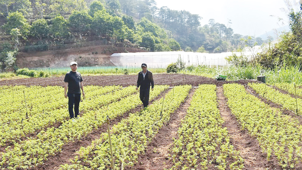 Phát triển các vùng sản xuất rau an toàn