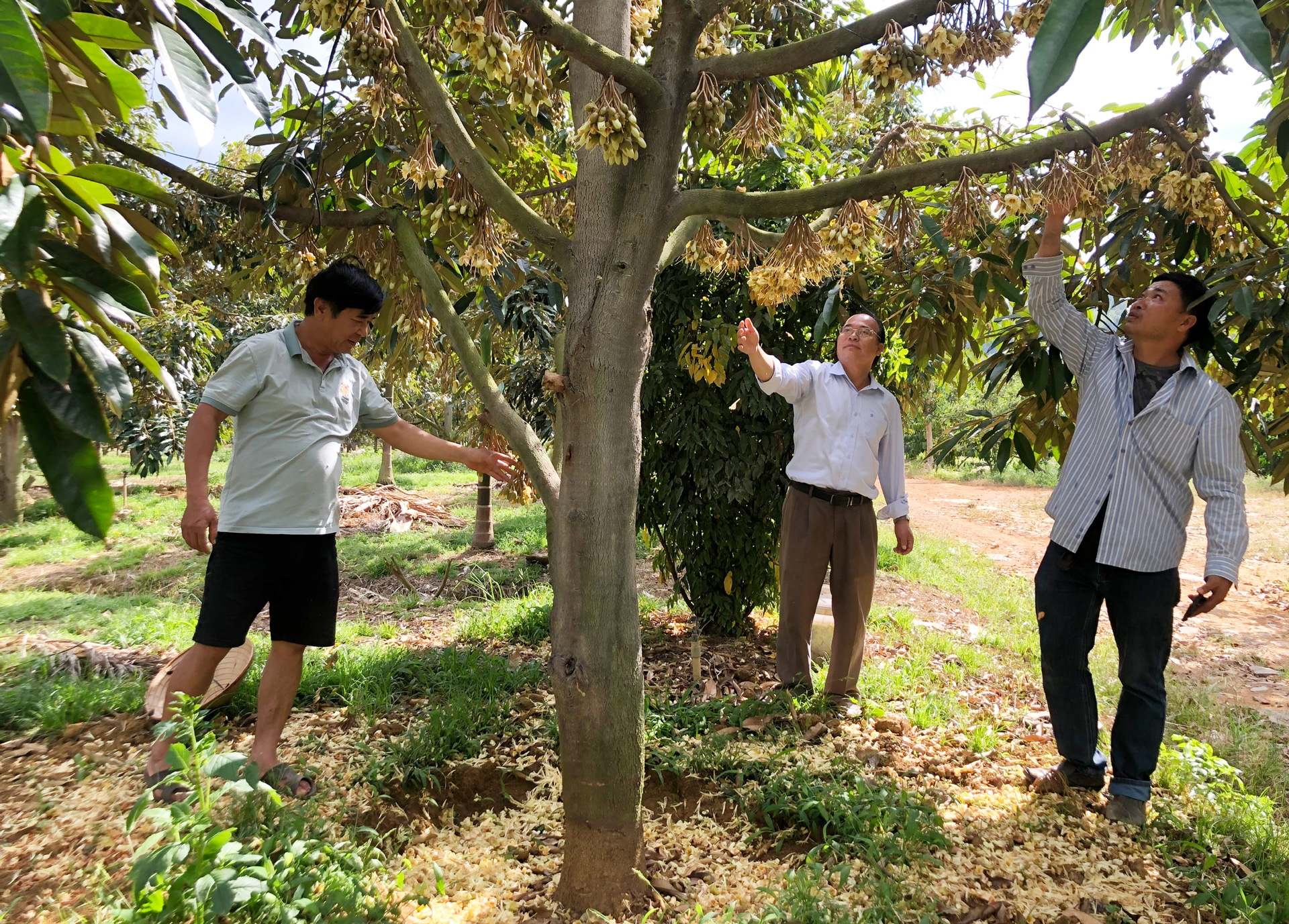 Thành viên HTX Sầu riêng hữu cơ Bảo Lộc đang trao đổi kỹ thuật cho nông hộ liên kết
