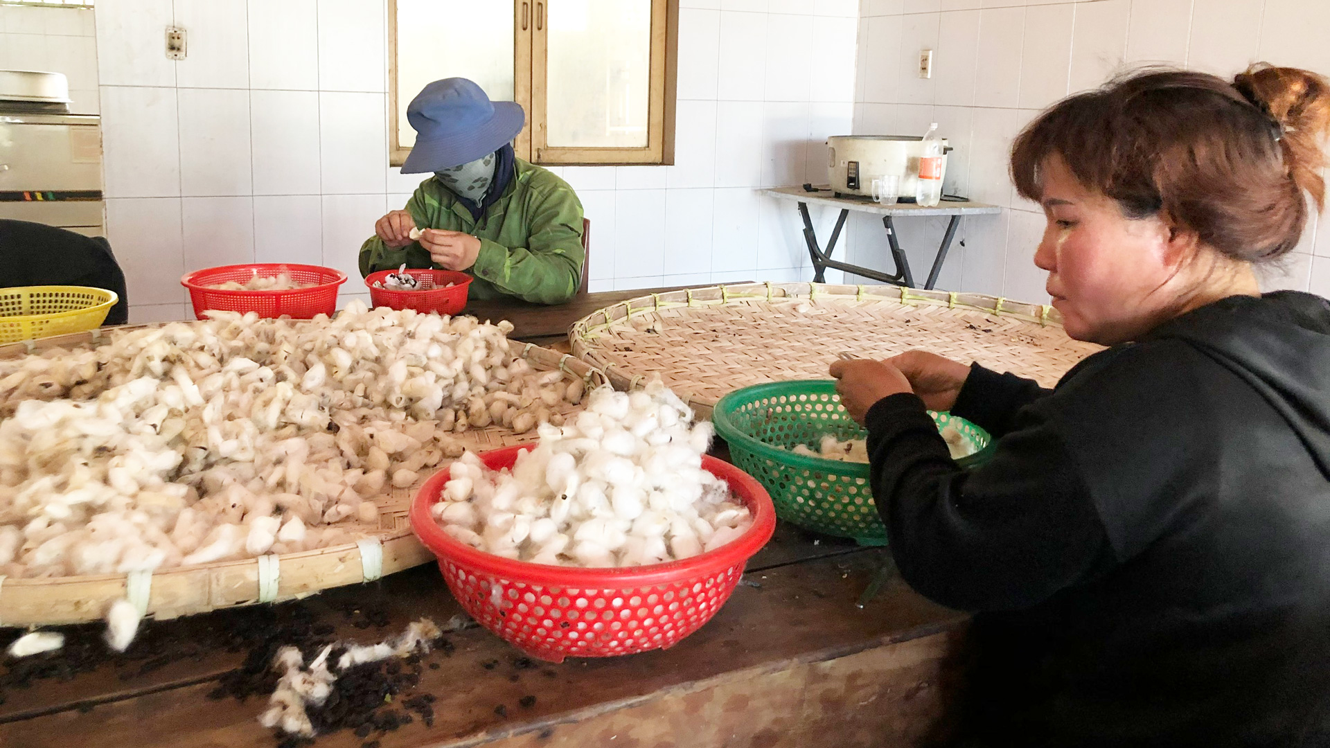 Công ty Lê Dương: Nuôi tằm sắn xuất khẩu thịt