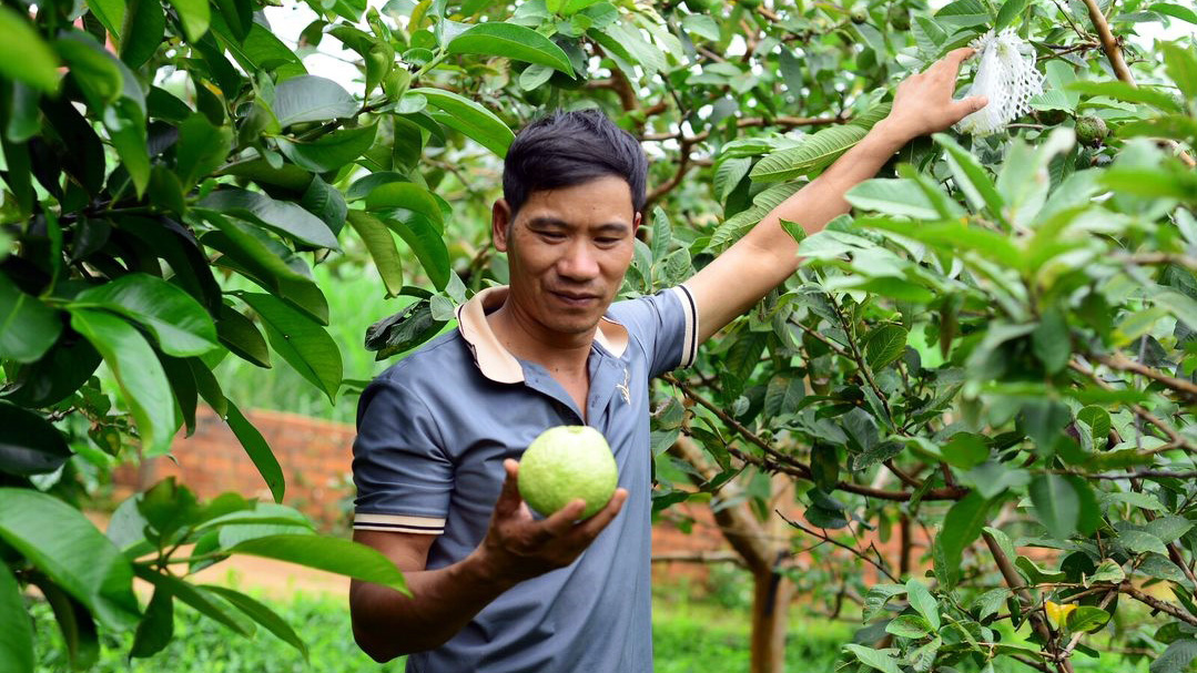 Thu nhập cao từ nông nghiệp hữu cơ thuận tự nhiên