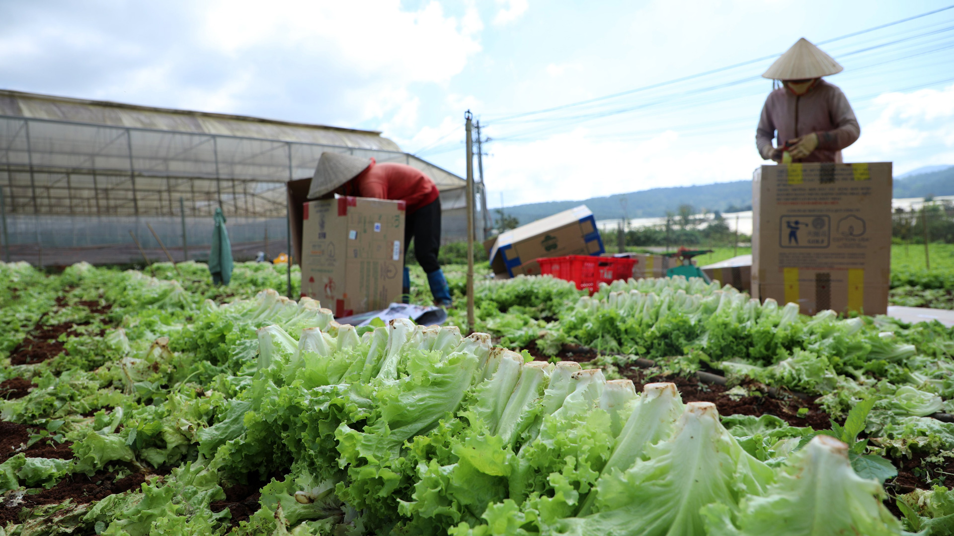 Lâm Đồng nỗ lực thúc đẩy xuất khẩu nông sản