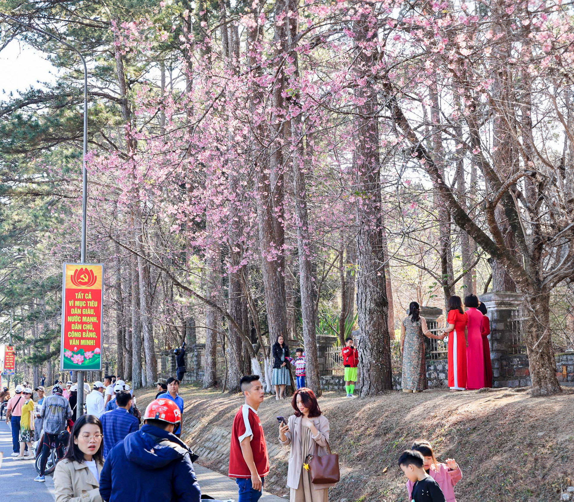 Tuyến đường Trần Hưng Đạo đang nhộn nhịp bởi hàng loạt cây
mai anh đào nở rộ chính là tâm điểm thu hút du khách mỗi ngày