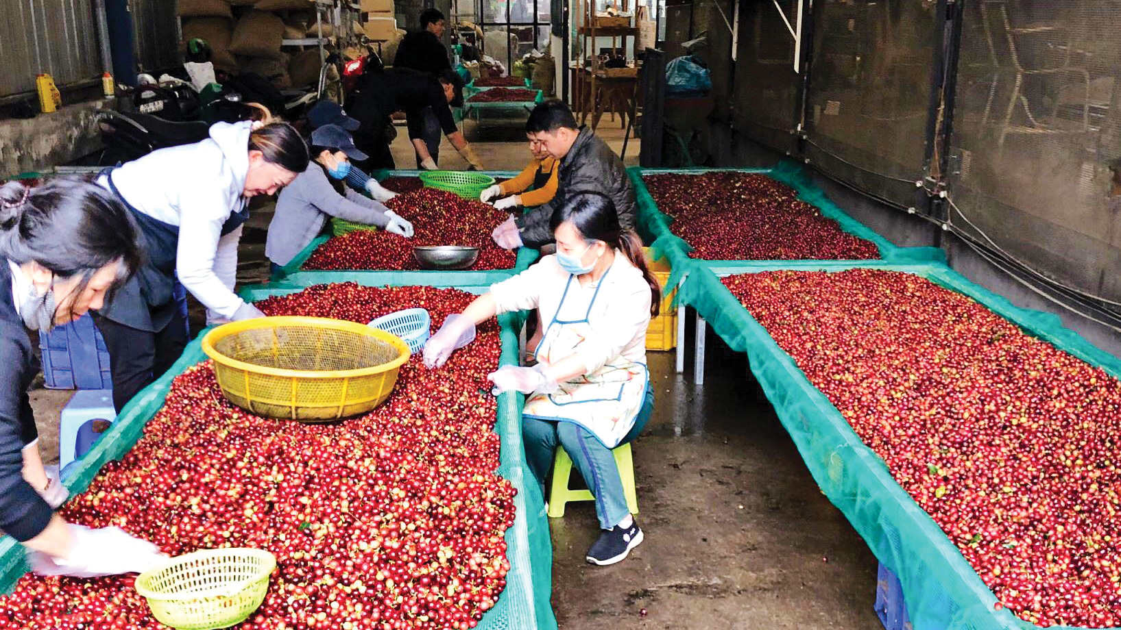 Giá cà phê cao kỷ lục, nông dân không còn hàng để bán