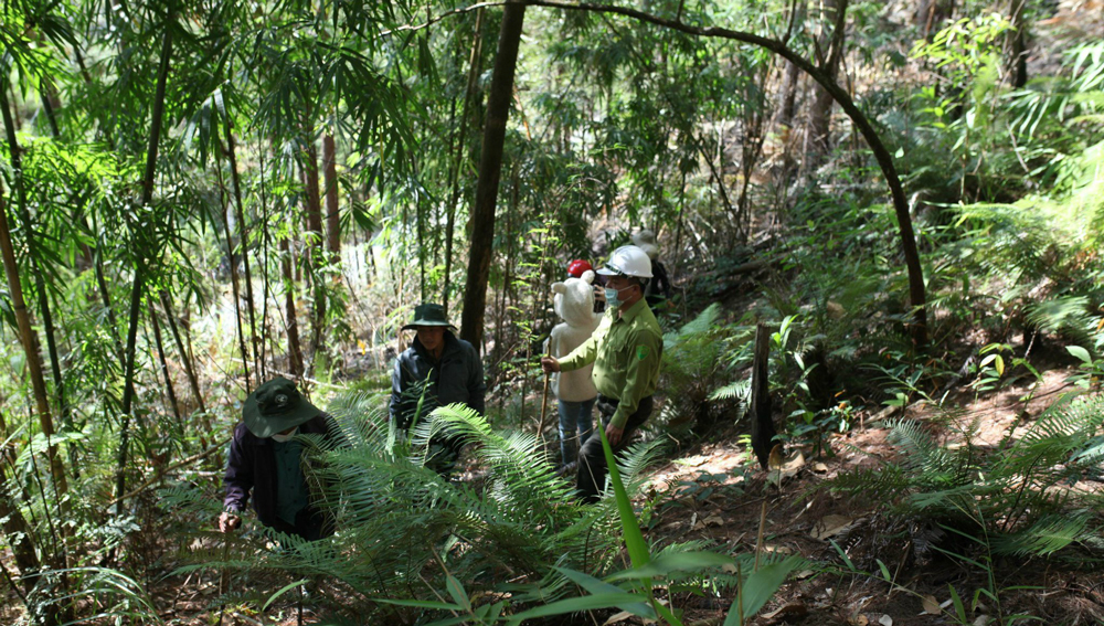 Đam Rông: Tăng cường công tác bảo vệ rừng trước, trong và sau kỳ nghỉ lễ 30/4 và 1/5
