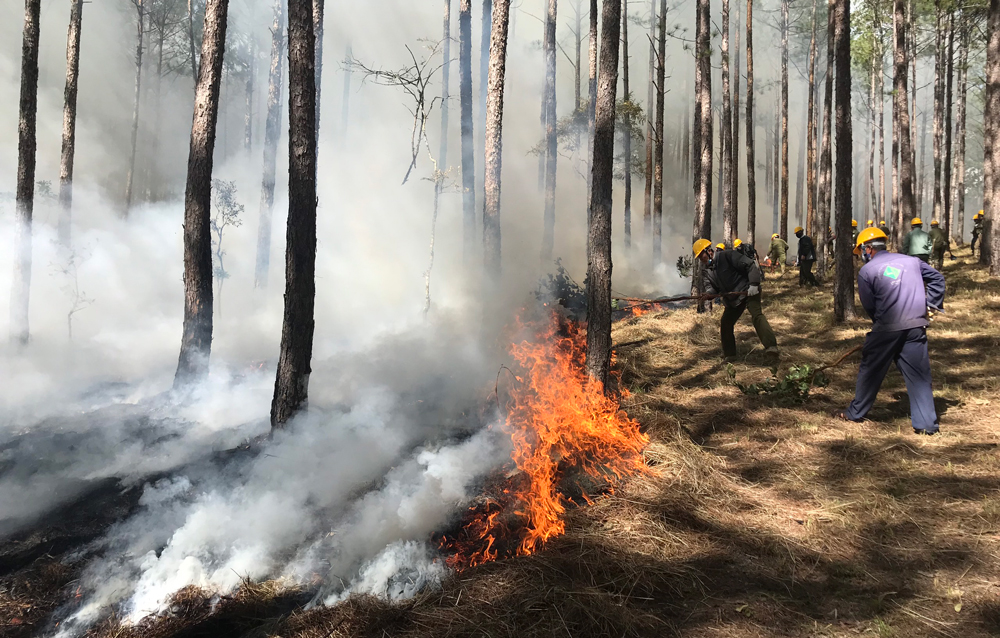 UBND tỉnh yêu cầu các đơn vị, địa phương chủ động PCCCR, giảm thiểu tối đa thiệt hại do cháy rừng gây ra