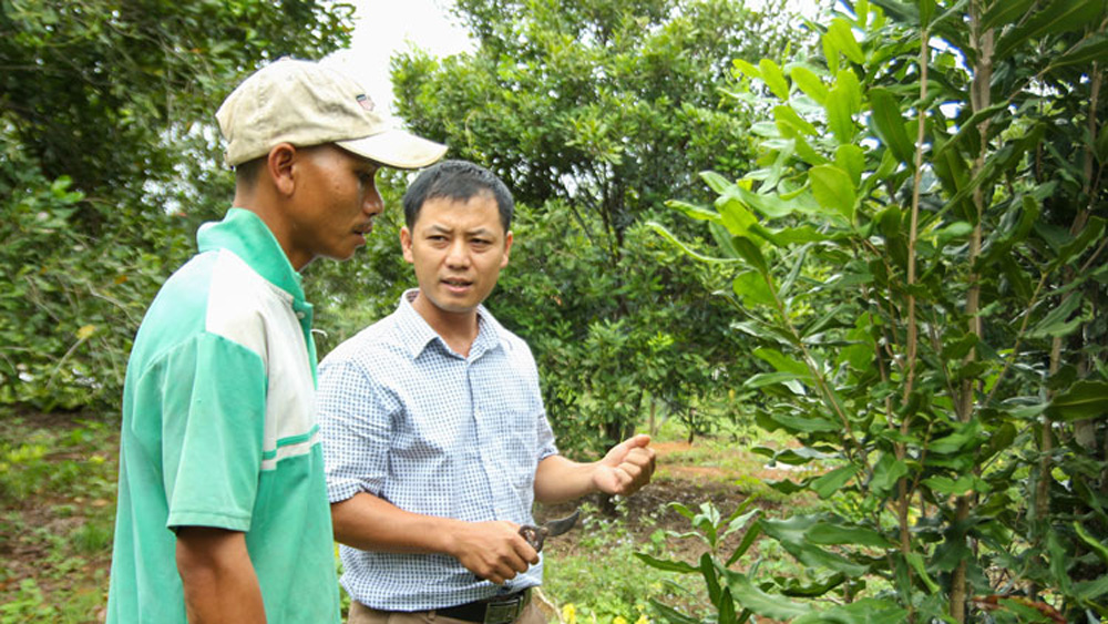 Phát triển cây mắc ca ở Đam Rông