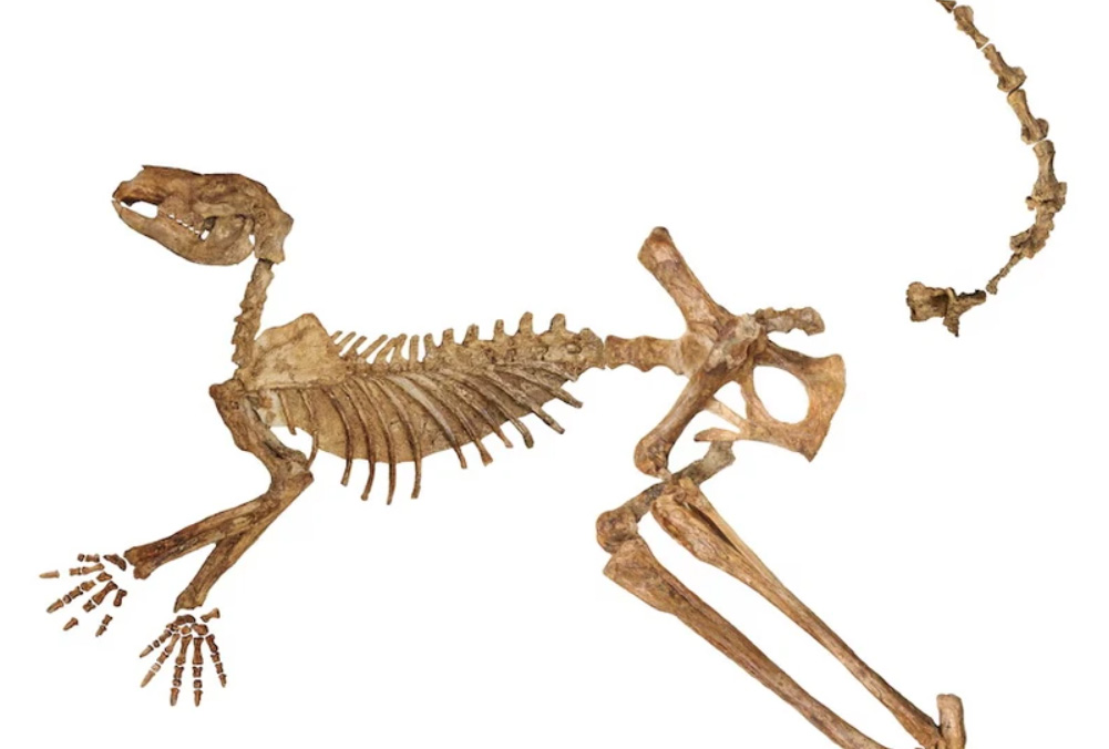 Bộ xương của Protemnodon có kích thước gấp đôi con chuột túi đỏ. (Cung cấp: Đại học Flinders)