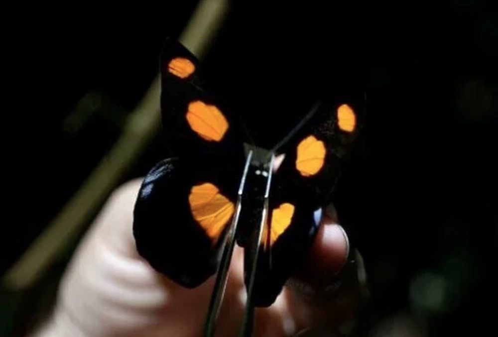 Loài bướm rất nhạy cảm, ngay cả với những thay đổi nhỏ trong hệ sinh thái