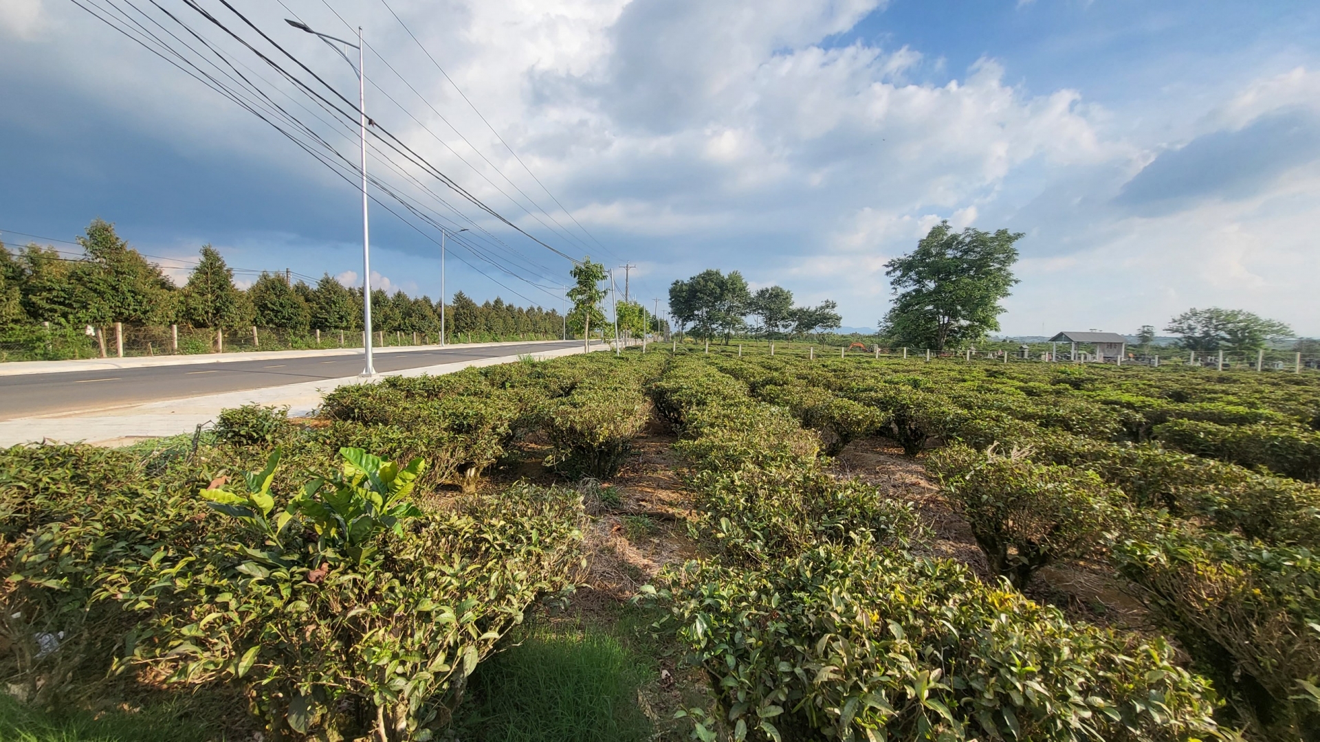 Để tránh tình trạng biến đất công thành đất tư không đúng quy định, Trang tra tỉnh Lâm Đồng kiến nghị UBND tỉnh Lâm Đồng tạm dừng xem xét chuyển nhượng giá trị vường cây và cấp giấy CNQSD đất tại các công ty chè chờ hướng dẫn của các bộ, ngành trung ương