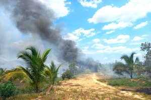 Cát Tiên: Điều tra, làm rõ vụ cháy vườn gây thiệt hại lớn về cây trồng, tài sản của một hộ dân