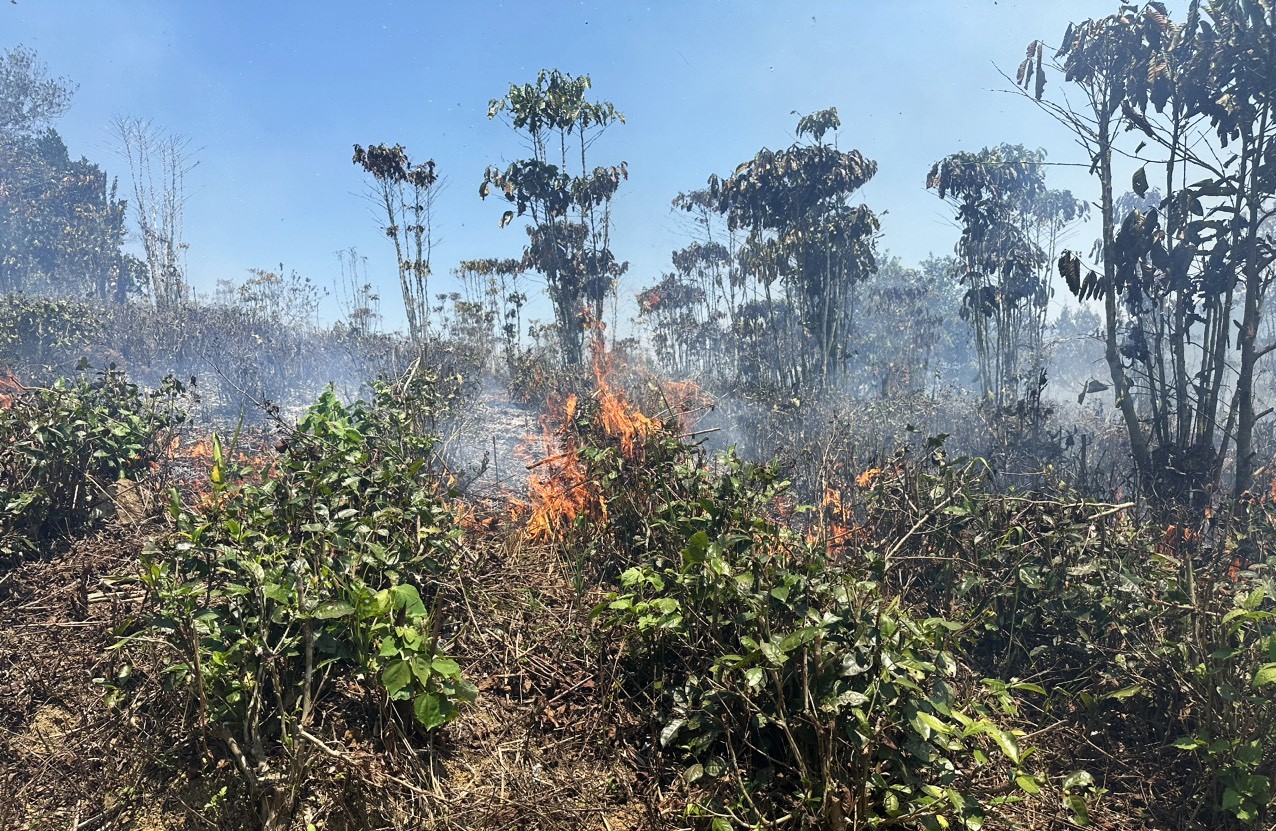 Ngọn lửa bắt nguồn từ nhiều các vườn chè của người dân cháy lan qua diện tích rừng tự nhiên nghèo kiệt tại Tiểu khu 484