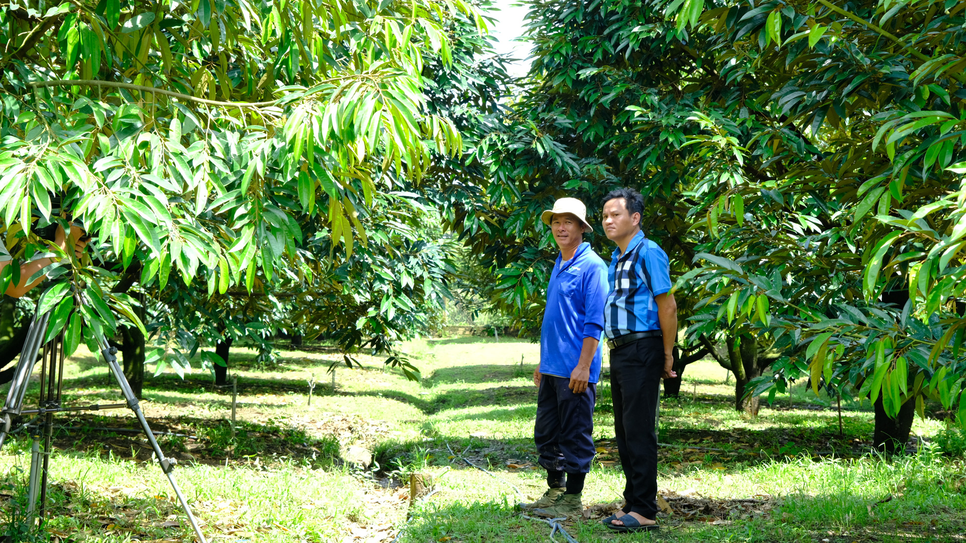 Trồng sầu riêng mang lại thu nhập cao cho người dân xã Quảng Ngãi