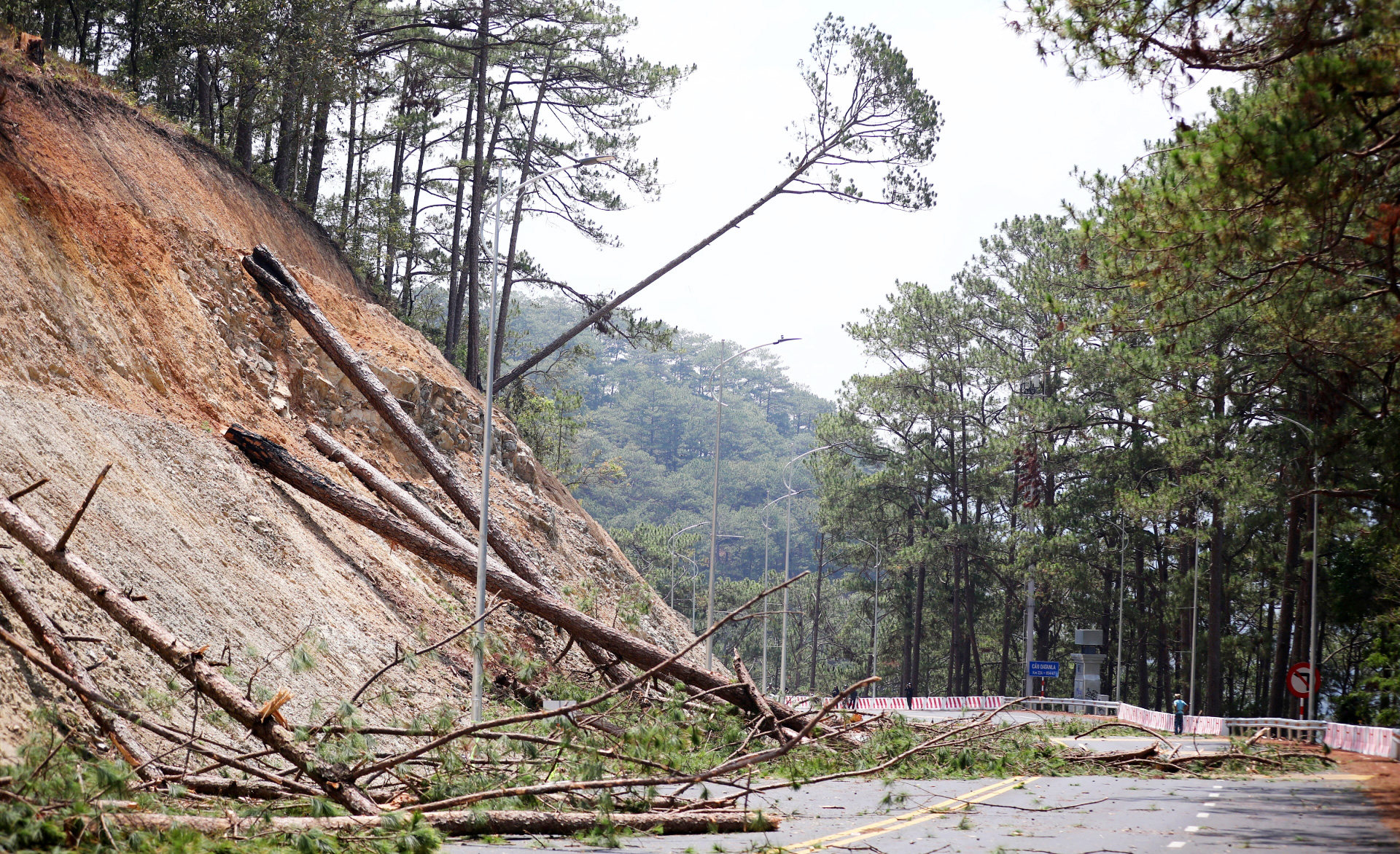 Lực lượng kiểm lâm tổ chức cưa hạ một số cây thông sát đỉnh mép taluy dương