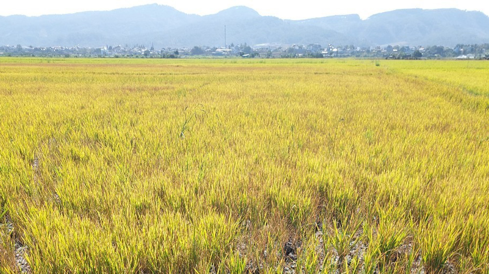 Hàng chục ha lúa Đông Xuân thiếu nước
