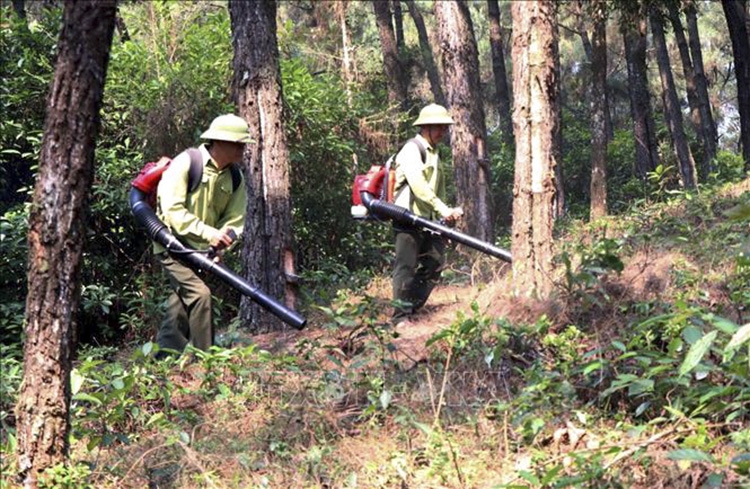 Lực lượng kiểm lâm Hà Tĩnh dọn dẹp thực bì phòng cháy rừng do thời tiết nắng nóng