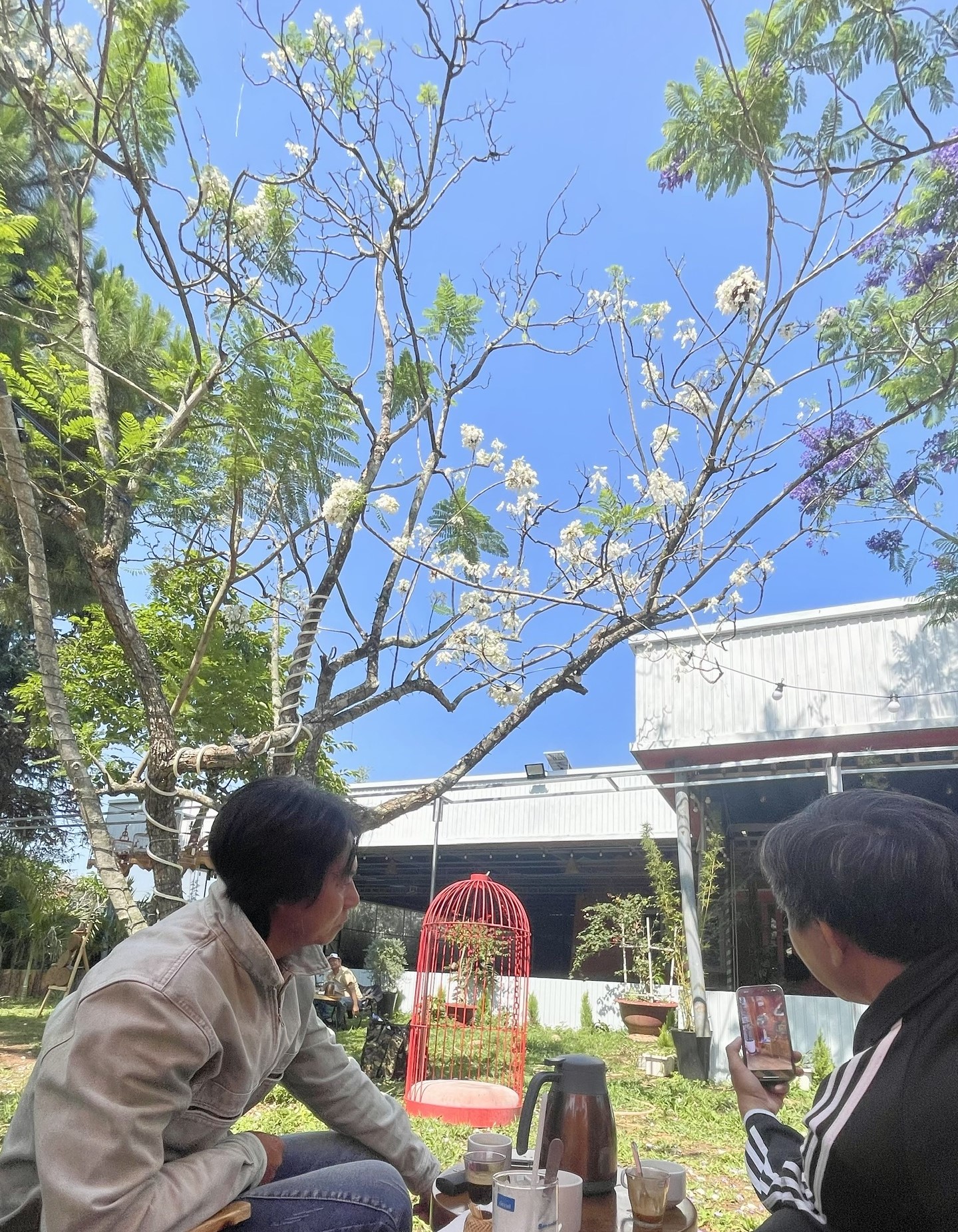 Cây phượng trắng duy nhất ở Việt Nam đang mùa hoa nở rộ