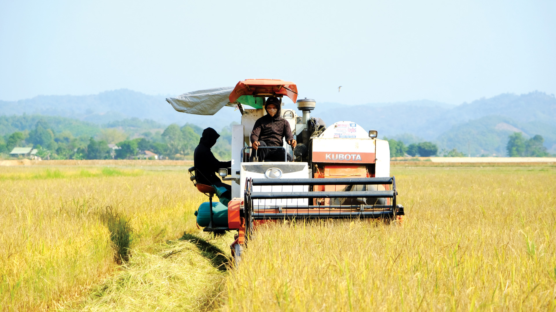 Sản xuất lúa gạo trên các cánh đồng mẫu lớn ở xã Gia Viễn