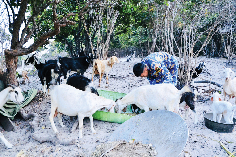 Đàn dê được chăn thả bán tự nhiên