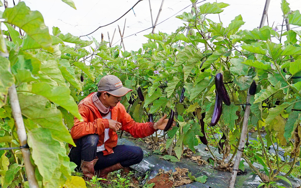 Mô hình trồng cà tím hữu cơ của nông dân xã Tà Năng (huyện Đức Trọng)