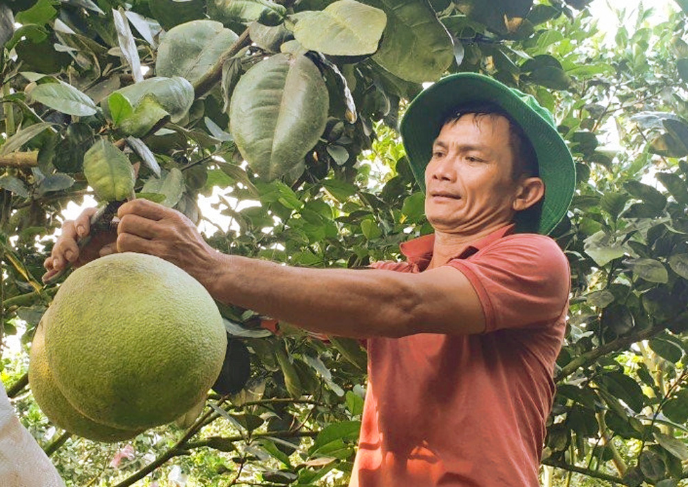 Diện tích trồng bưởi da xanh tại các địa phương trong huyện Đạ Tẻh đều giảm