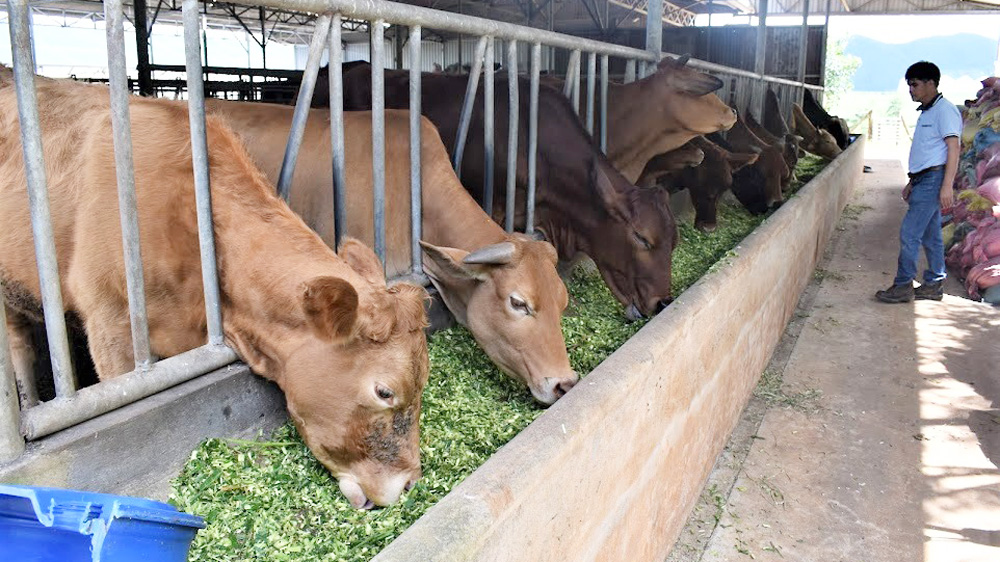Đàn bò thịt cao sản của Trang trại Thiên Sinh, xã Ka Đơn, huyện Đơn Dương 
đạt tiêu chuẩn Chứng nhận chăn nuôi hữu cơ trong năm 2023