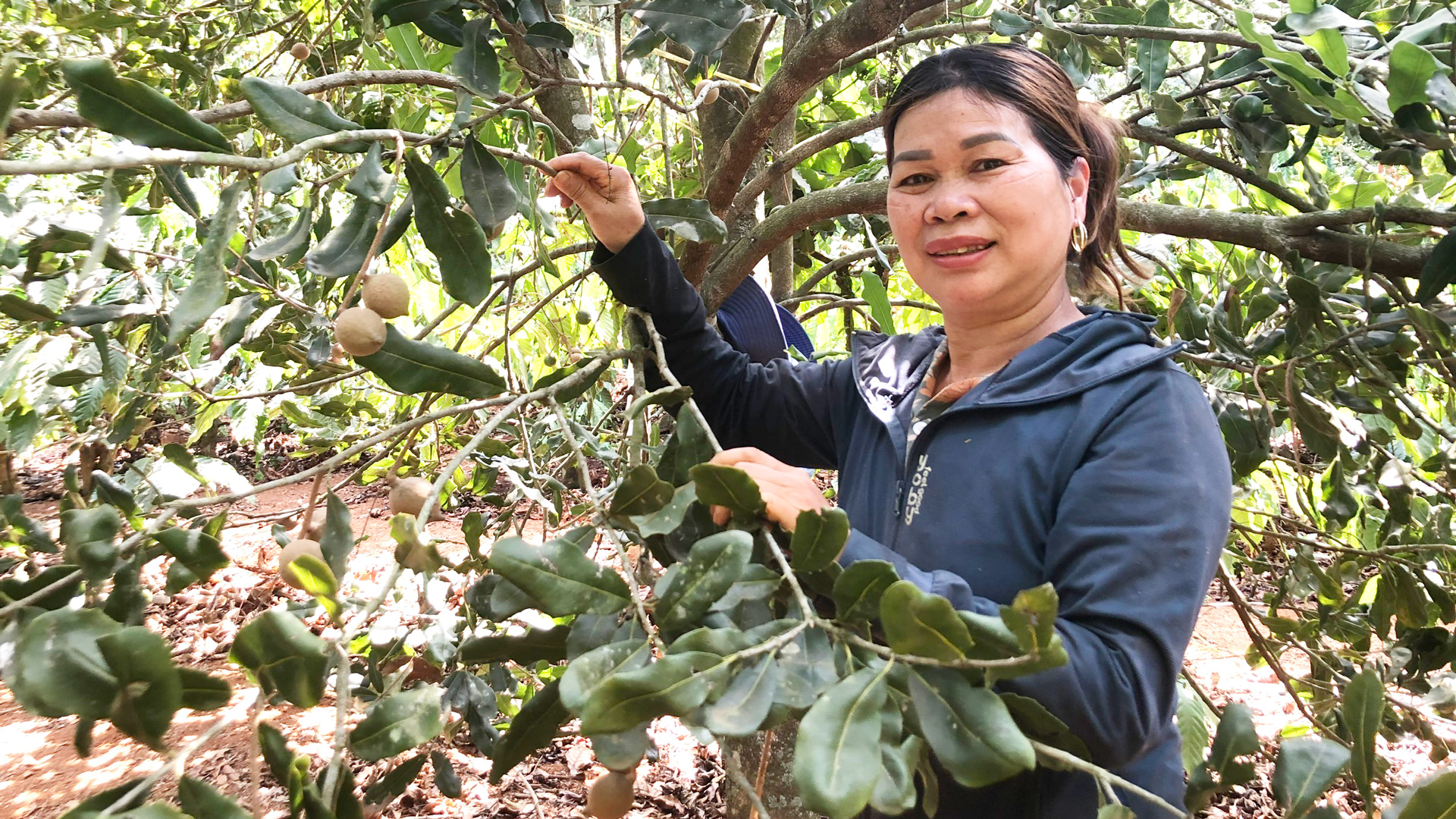 Chị Lê Thị Dung trong vườn trồng xen mắc ca - cà phê