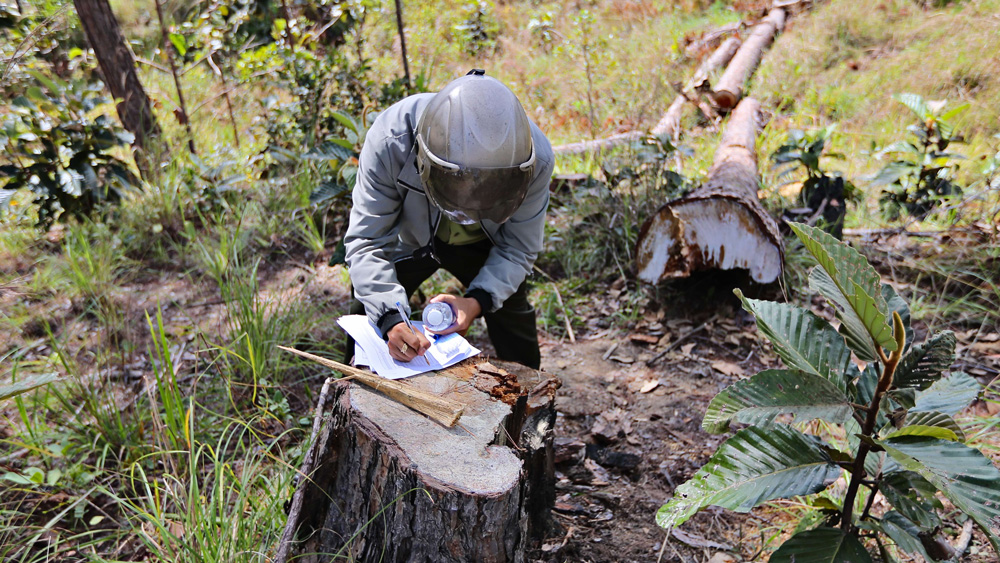 Các doanh nghiệp nợ tiền bồi thường giá trị thiệt hại tài nguyên rừng gần 260 tỷ đồng