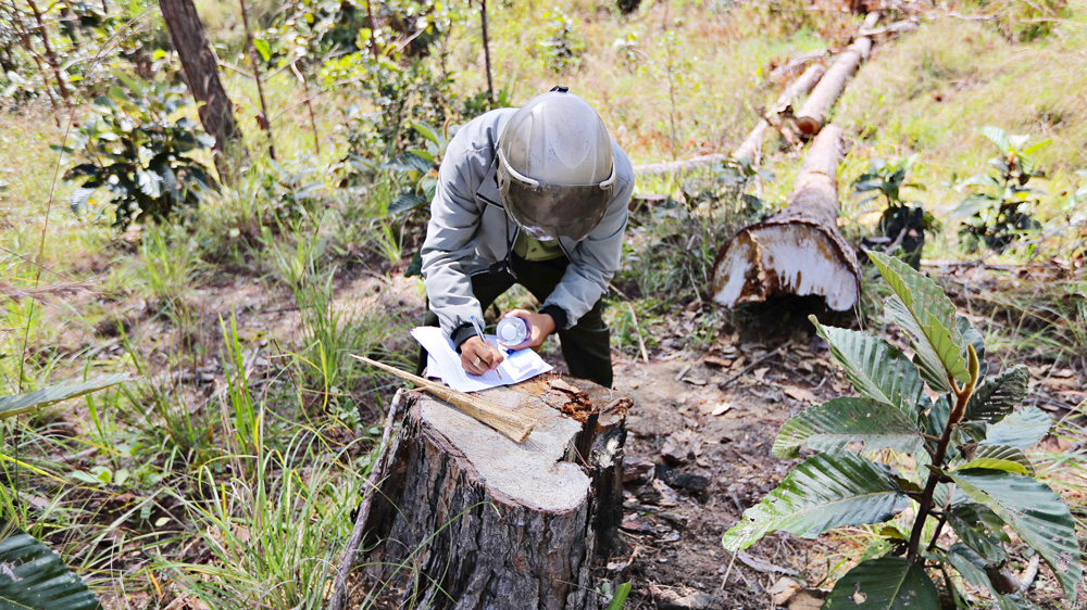 Các doanh nghiệp nợ tiền bồi thường giá trị thiệt hại tài nguyên rừng trên 260 tỉ đồng