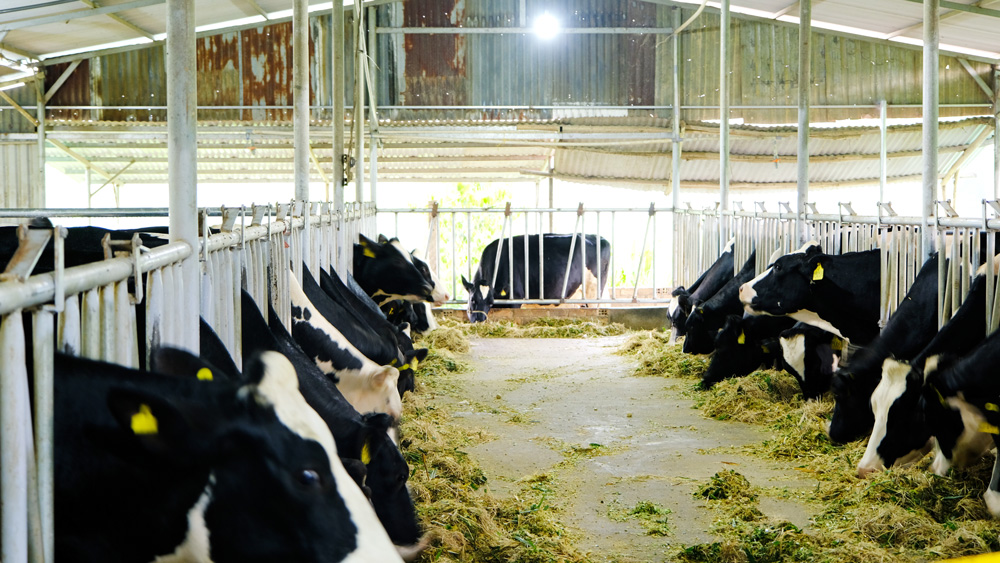 Cát Tiên: Kiểm tra, đánh giá tình hình thực hiện Đề án Phát triển chăn nuôi bò sữa