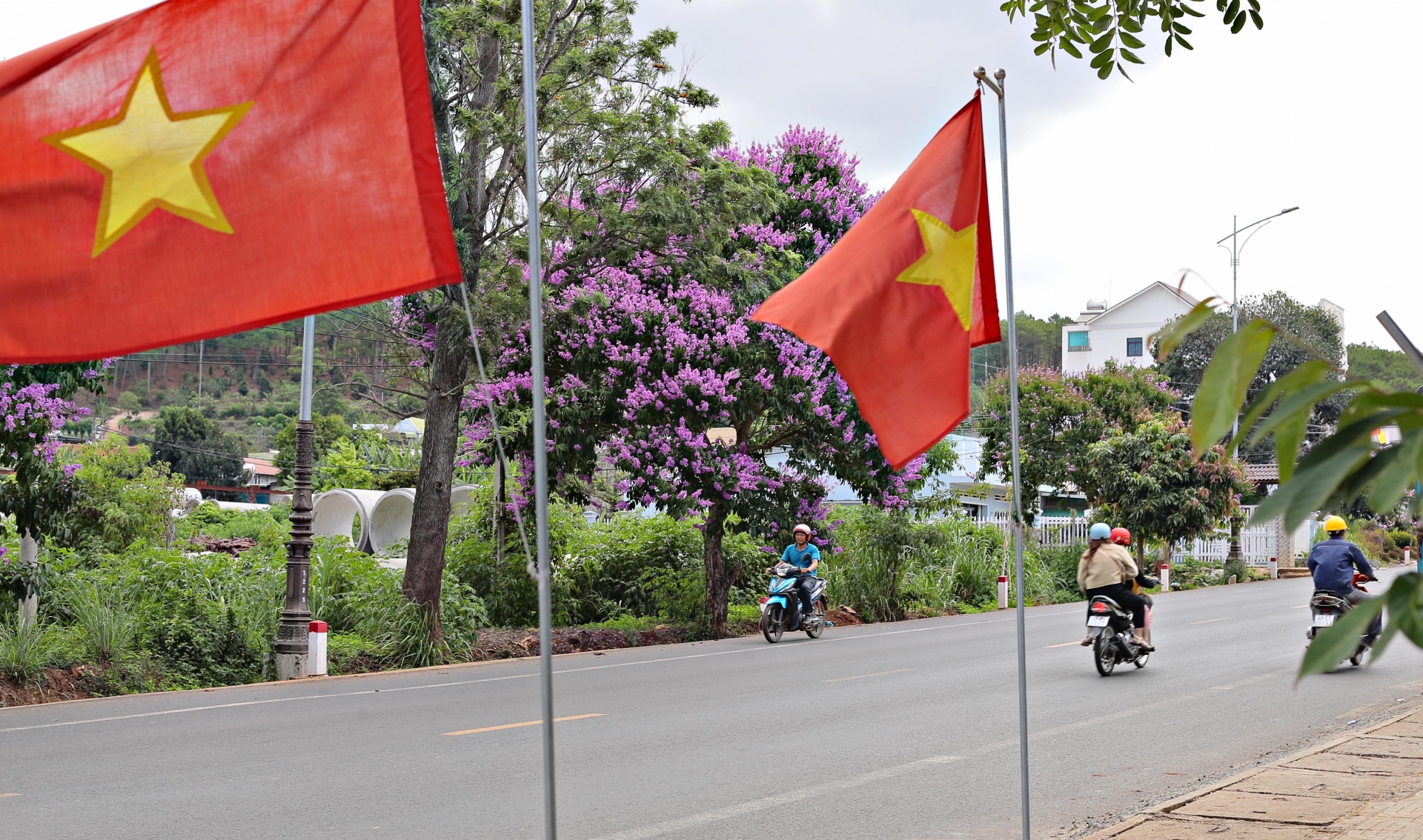 Cùng với phượng đỏ và hoa giấy đỏ, bằng lăng tím cũng là một loài hoa báo hiệu mùa hè. Đây là loài cây sinh trưởng ở vùng khí hậu nhiệt đới, được trồng khá nhiều trên các tuyến phố tại địa bàn huyện Đức Trọng