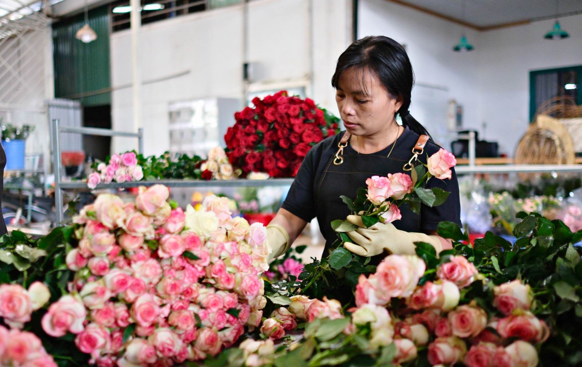 Trong giá hoa cúc tăng vọt thì giá hoa hồng lại giảm sâu, mua xỉ tại vườn chỉ giao động từ 500 tới 700 đồng/cành