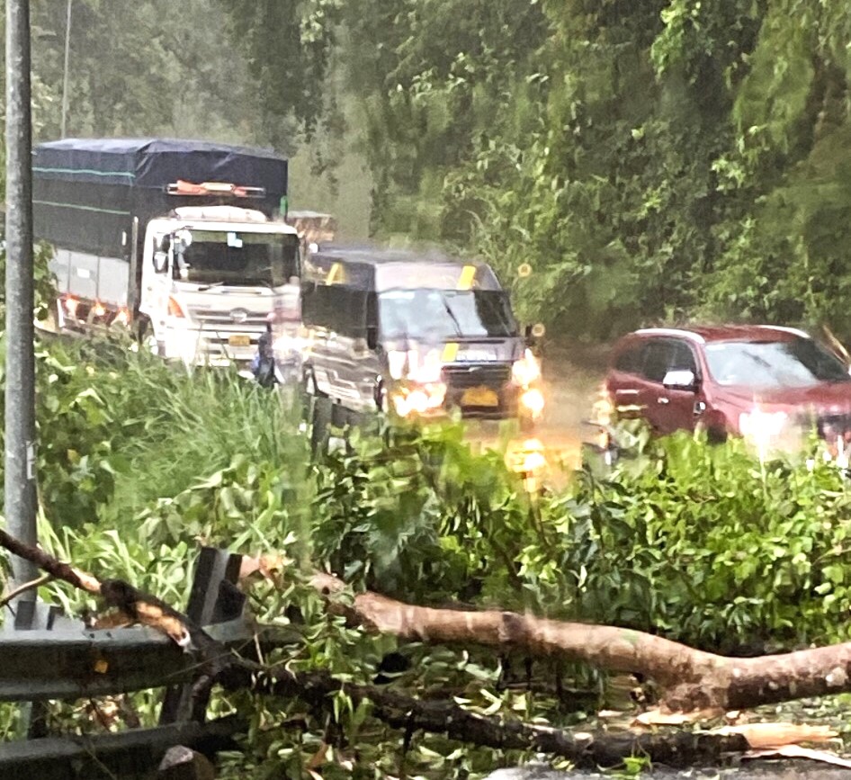 Cây rừng cao hơn 10 mét ngã đổ chắn ngang đường khiến đường đèo Bảo Lộc bị ùn ứ hơn 30 phút