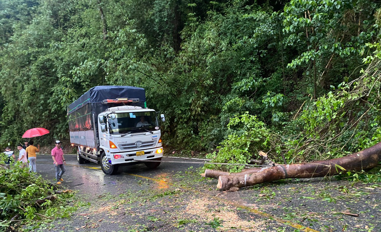Cây rừng ngã đổ chắn ngang đường, đèo Bảo Lộc ùn ứ hơn 30 phút