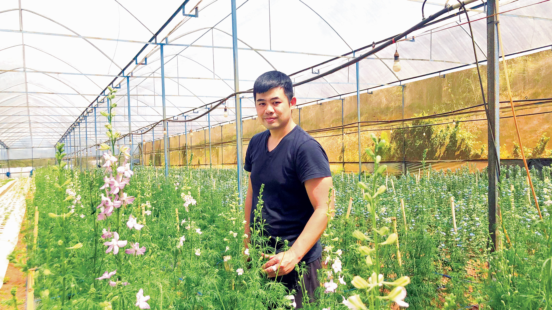 Phi yến- Delphinium, loài hoa nhập nội 
trồng thành công của Thanh Tước Farm