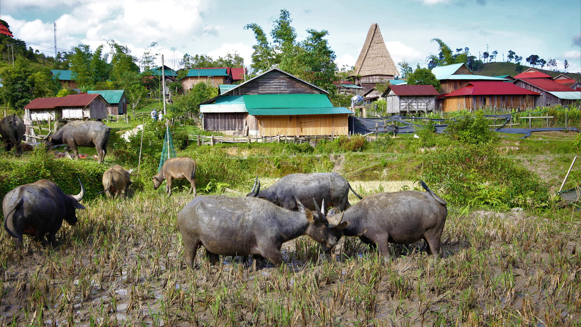 Ngôi làng nhỏ Vi Rơ Ngheo lọt thỏm giữa núi rừng hoang sơ và tách biệt 
với những ngôi làng khác