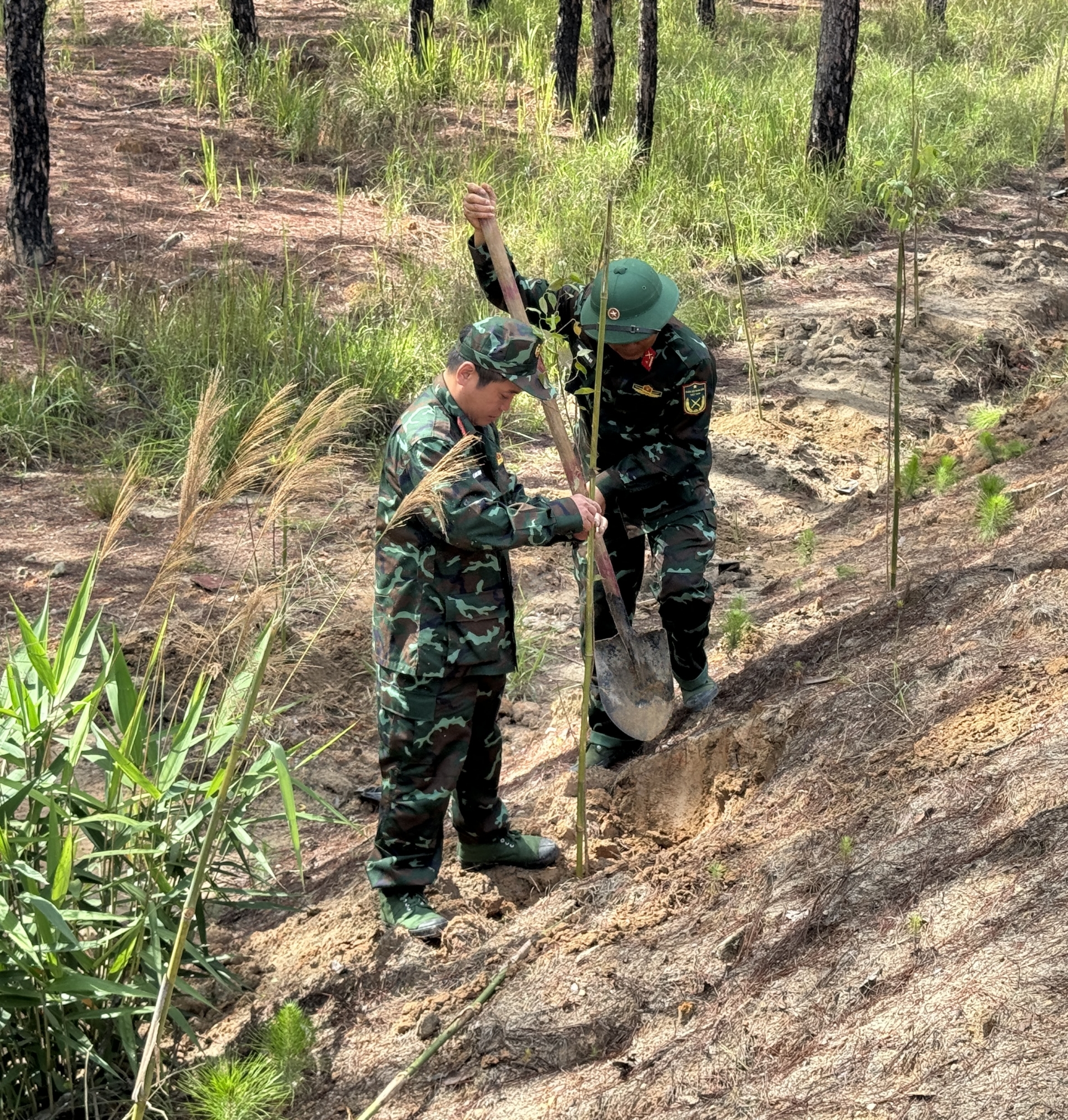 Lực lượng vũ trang tích cực tham gia phong trào trồng rừng