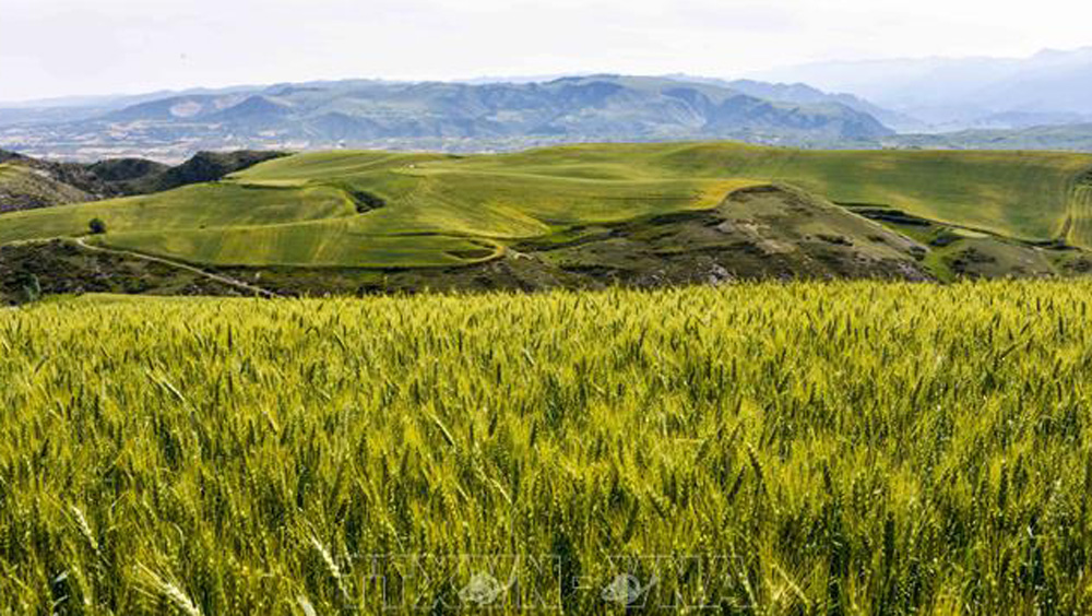 Một cánh đồng lúa mì ở Xương Cát, phía Tây Bắc khu tự trị Tân Cương, Trung Quốc